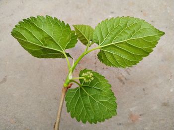 High angle view of green leaves