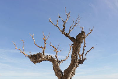 Low angle view of bare tree against sky