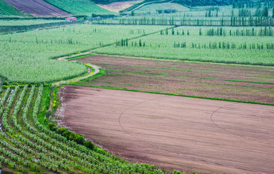 Scenic view of agricultural field