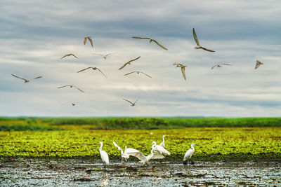 Flock of birds flying over the sea