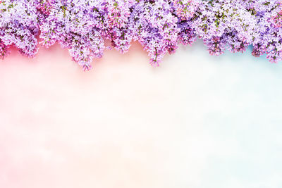 Close-up of pink cherry blossom tree