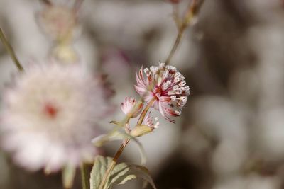 Close-up of pink blossom