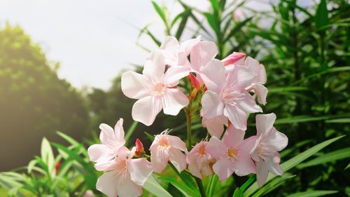 Close-up of pink flowering plant