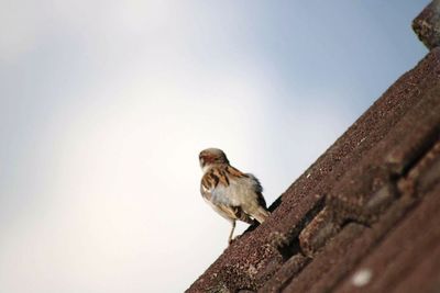 Close-up of bird perching on rooftop against sky