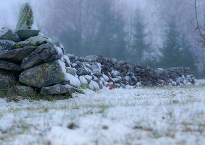 Close-up of rocks against trees during winter