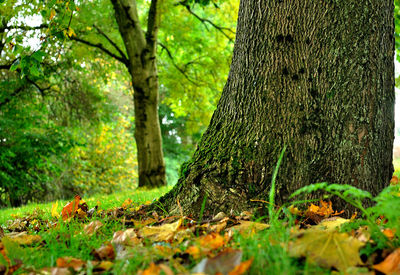 Surface level of trees growing in forest