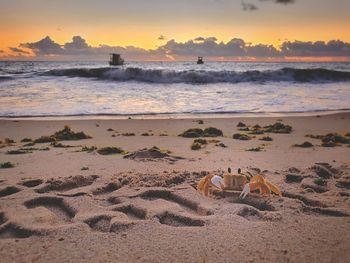 Scenic view of beach against sky during sunset with a crab in the sand