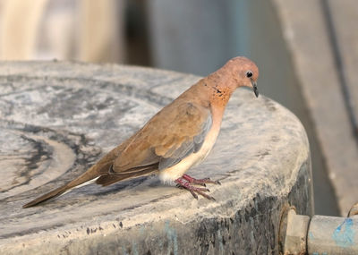 Close-up of pigeon perching on retaining wall