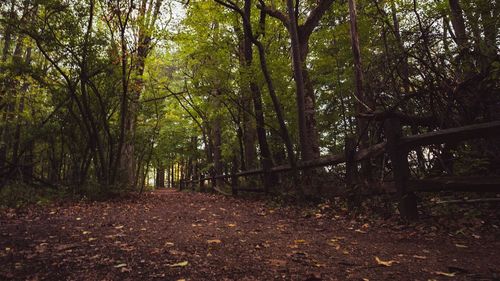 Trees in forest during autumn