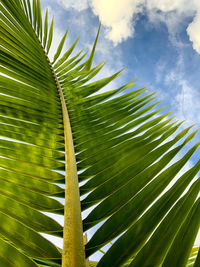 Low angle view of palm tree leaves against sky