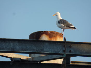 Low angle view of birds perching on railing