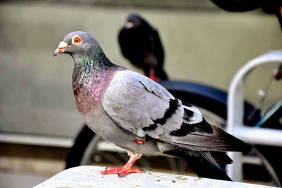 Close-up of bird perching on railing