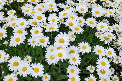 High angle view of daisy flowers