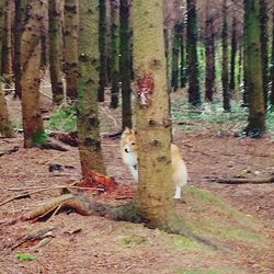 View of sheep in forest