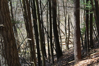 Trees in forest