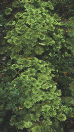 High angle view of trees in forest