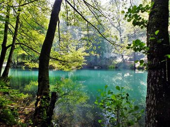 Scenic view of lake in forest