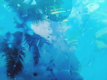 Close-up of fish swimming in aquarium