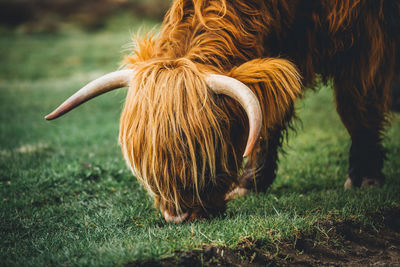 Close-up of a highland cow on field