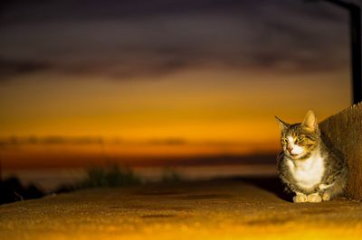 Cat looking away while sitting on footpath during sunset