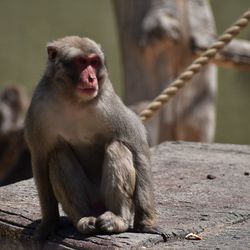 Close-up of monkey sitting outdoors