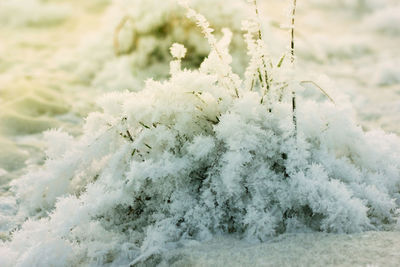 Close-up of snow