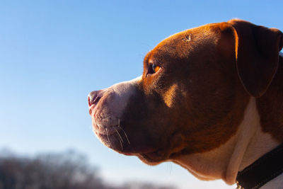 Close-up of dog looking away against sky