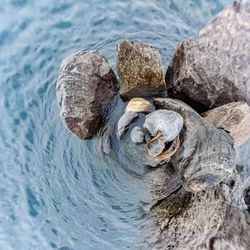 Close-up of turtle on rock at beach