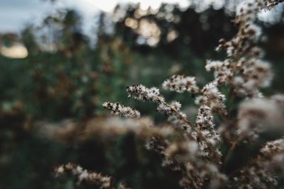 Close-up of plant against blurred background