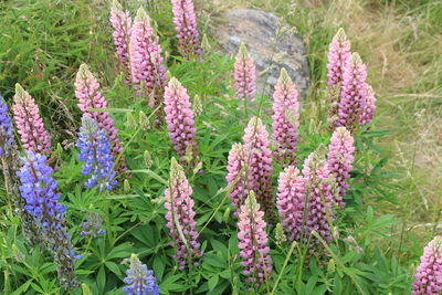 Close-up of pink flowering plants on field