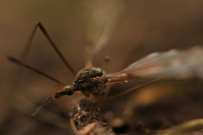 Close-up of insect