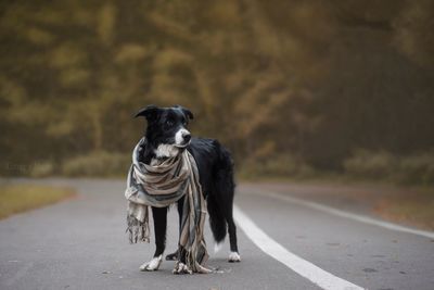Dog with scarf standing on road