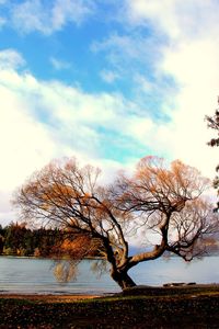 Bare tree by landscape against sky