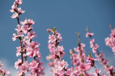 Close-up of insect on pink cherry blossom