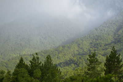 Scenic view of forest