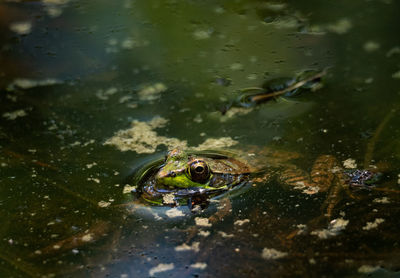 Frog swimming in lake