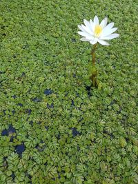 Close-up of water lily blooming outdoors