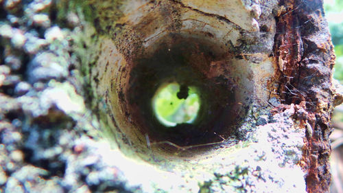 Close-up of turtle