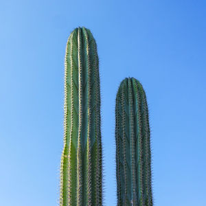 Low angle view of cactus plant against blue sky