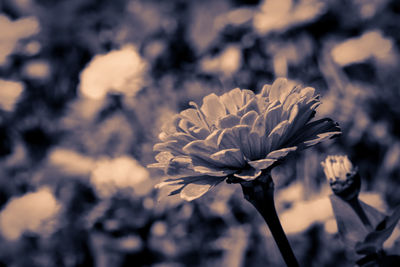Close-up of flower blooming outdoors