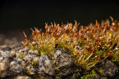 Close-up of moss, with droplets