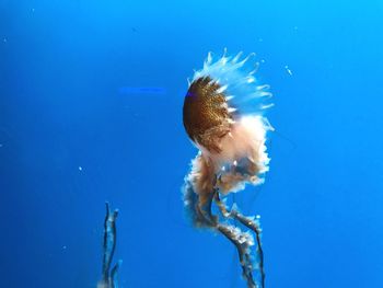 Close-up of jellyfish swimming in sea