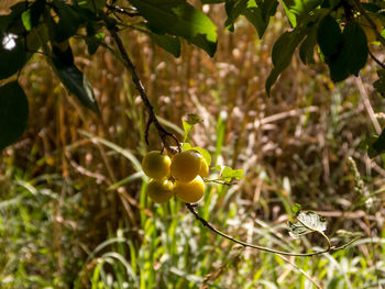Close-up of fruit growing on tree