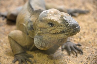 High angle view of lizard