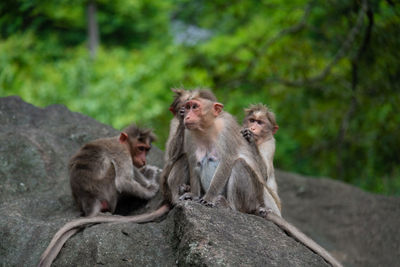 Monkeys sitting on rock