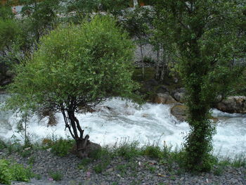 Scenic view of trees