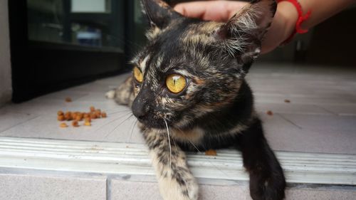 Close-up of cat at home