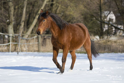 Beautiful brown mare running in wintry landscape