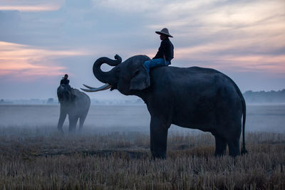 People sitting over elephants on land against sky during sunset