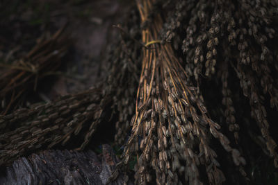 Close-up of dry sesame plants on field